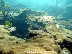 Trumpetfish on the Inside Reef at Lauderdale by the Sea by Michael Kovach 